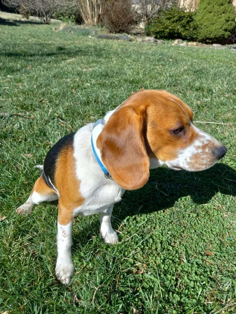 pickles wearing halo collar